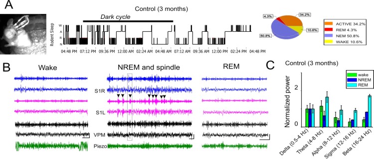 Sun lab EEG